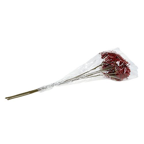 Floristik24 Elderflower gren röd 55cm 4st