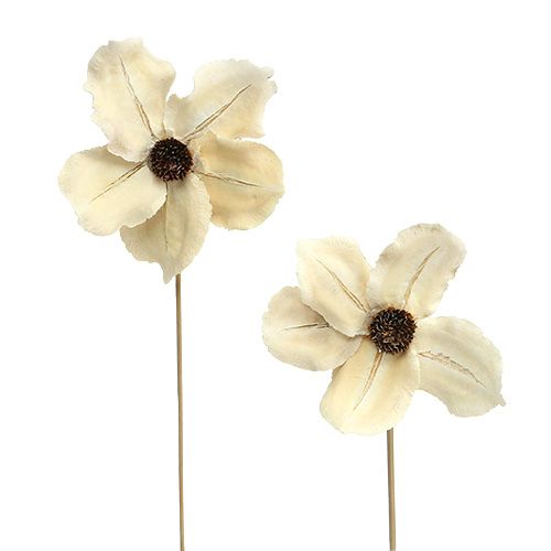 Floristik24 Träblomma som plugg, blekt Ø9-12cm L45cm 15 st.