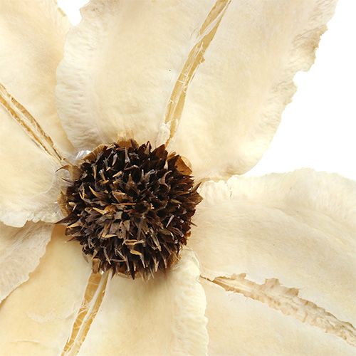 Artikel Träblomma som plugg, blekt Ø9-12cm L45cm 15 st.