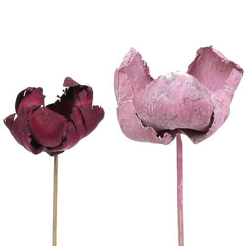 Träblomma, palmbägare mix rosa-erika 25 st