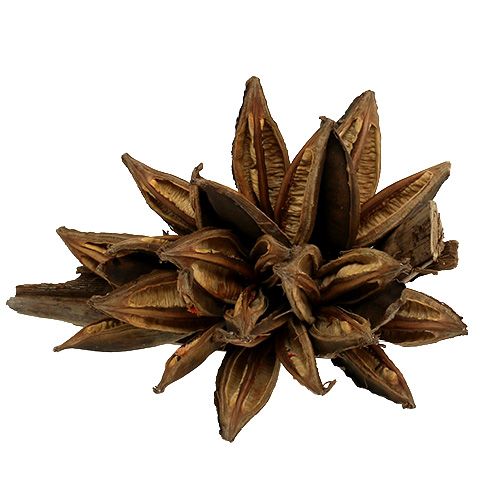 Floristik24 Trädekor Penca Sororoca Natural 1 st