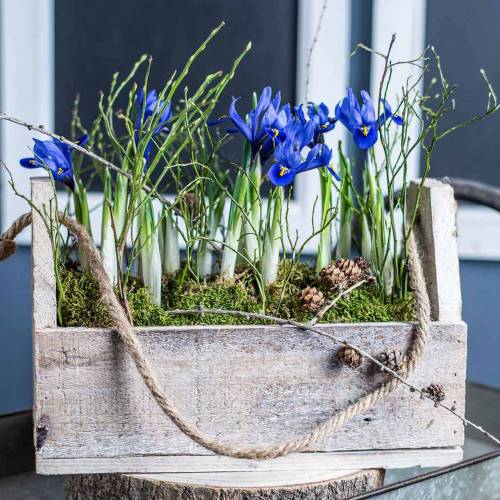 Floristik24 Trälåda för plantering, verktygslåda, växtlåda med handtag, trädekoration 30 cm