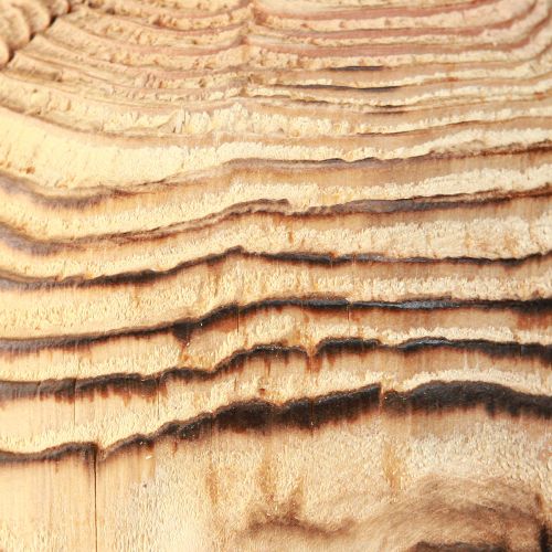 Artikel Träsvamp för stående dekorativ svampträ Paulownia Ø15cm H28cm