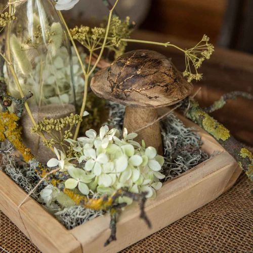 Floristik24 Träsvamp med mönster deco svamp naturell, gyllene trä deco Ø10cm H13cm