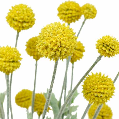 Floristik24 Trumstick Gula konstgjorda Craspedia-silkeblommor