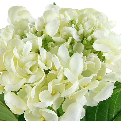 Floristik24 Hortensia 60cm vit