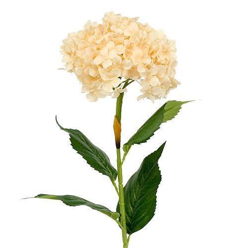Floristik24 Hortensia kräm 80cm 1p