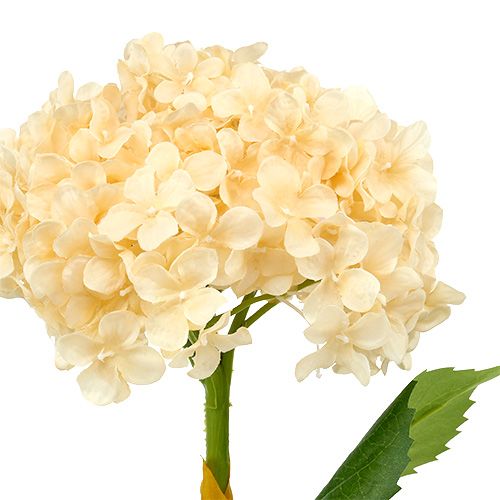 Floristik24 Hortensia kräm 80cm 1p