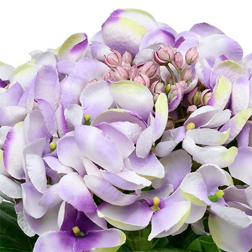 Floristik24 Hortensia lila-vit 60cm