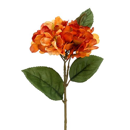 Hortensia orange 30 cm 3st