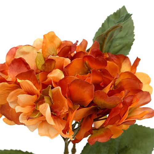 Hortensia orange 30 cm 3st