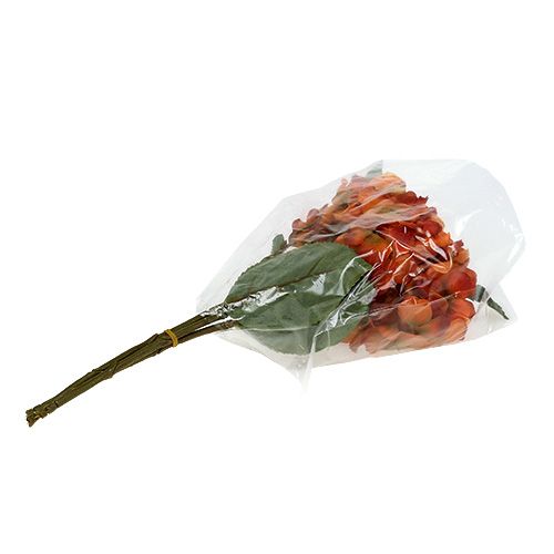 Floristik24 Hortensia apelsin 30cm 3st