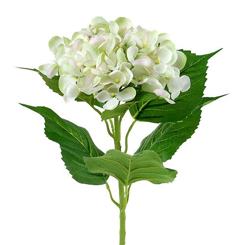Hortensia vitgrön 60cm | Floristik24.se