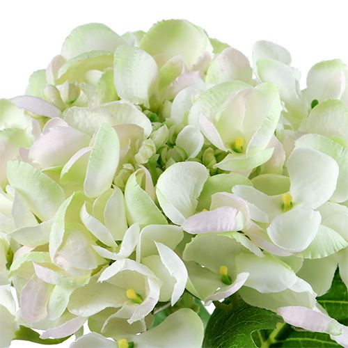 Hortensia vitgrön 60cm | Floristik24.se