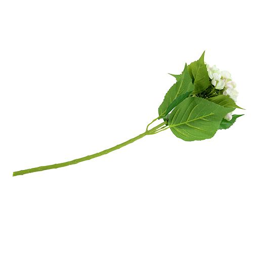 Hortensia vitgrön 60cm | Floristik24.se