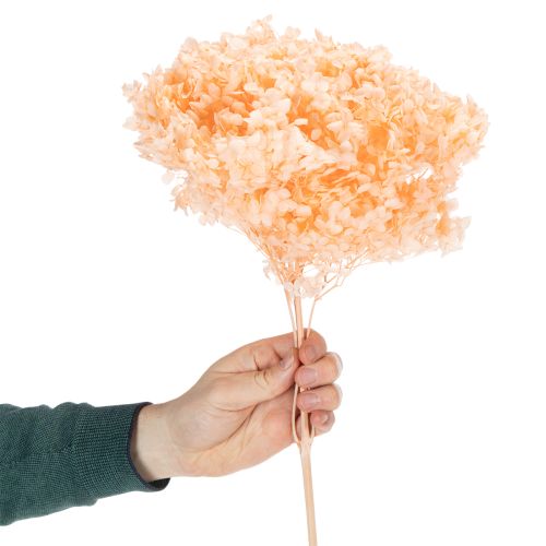 Artikel Torkad hortensiabukett för eleganta blomsterdekorationer hemma, 65 cm