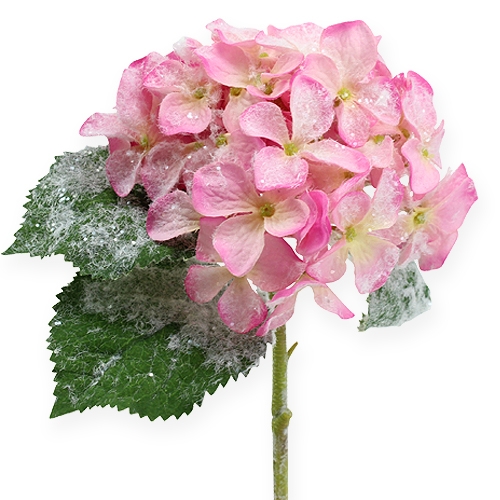 Floristik24 Hortensia rosa med snöeffekt 25cm