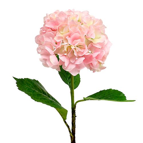 Floristik24 Hortensia rosa L 70cm