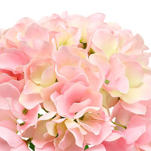 Floristik24 Hortensia rosa L 70cm