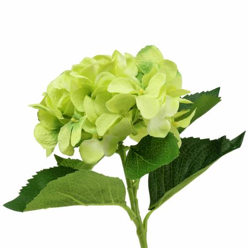 Floristik24 Hortensia grön 54cm