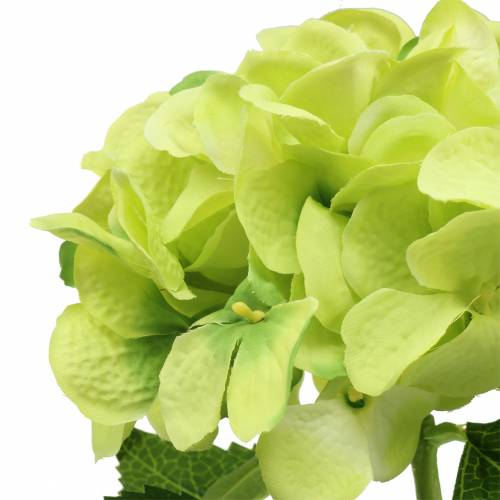 Floristik24 Hortensia grön 54cm