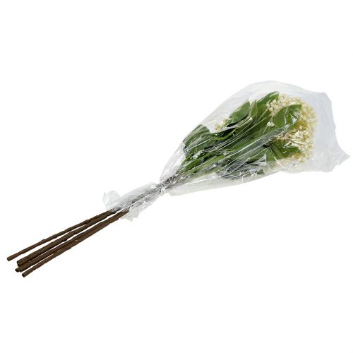 Artikel Hydrangea knoppgren 55cm grädde 6st