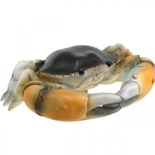 Floristik24 Havsdjur, strandkrabba, maritim dekoration orange-brun 31×25cm