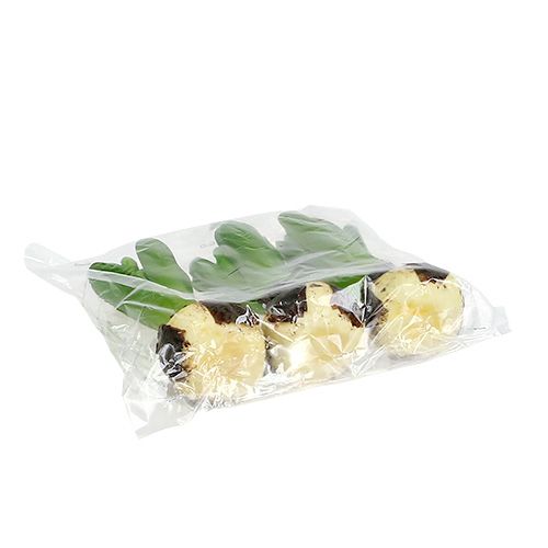 Floristik24 Hyacintgrön 15cm med lök 3st