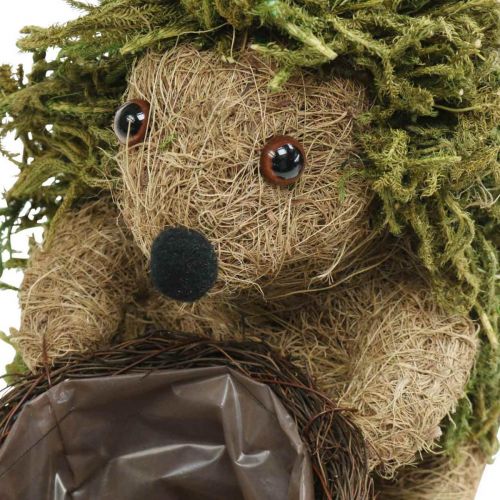 Floristik24 Igelkott med korggrön, höstdekoration för plantering, dekorativ växtkorg H24cm Ø9,5cm