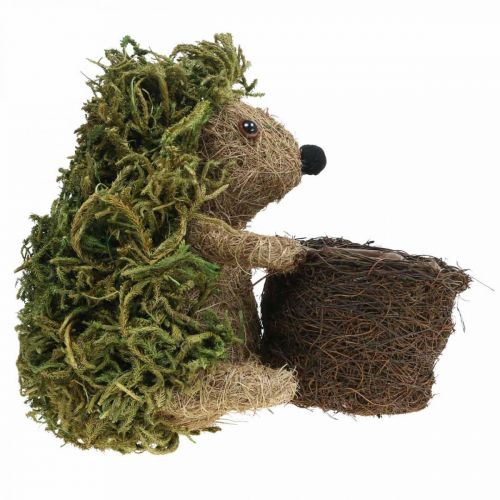 Floristik24 Igelkott med korggrön, höstdekoration för plantering, dekorativ växtkorg H24cm Ø9,5cm