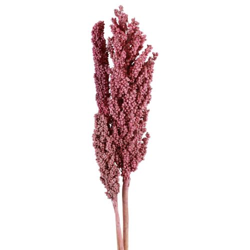 Floristik24 Indiska majs torkade blommor Indiska majs Rosa 75cm 3 st