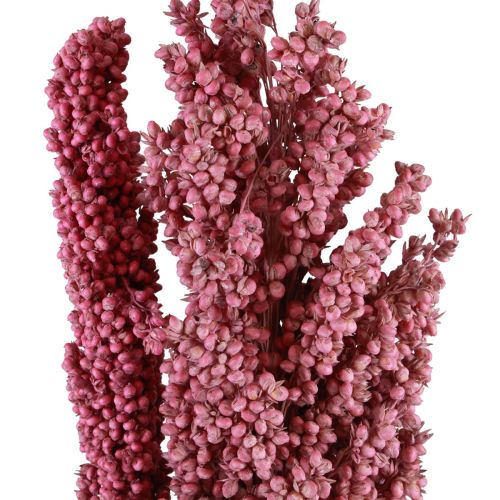 Floristik24 Indiska majs torkade blommor Indiska majs Rosa 75cm 3 st