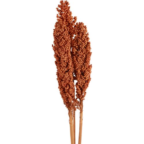 Indiska majs torkade blommor Indiska majs Orange 72cm 3 st