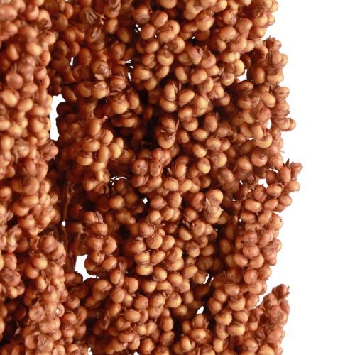 Floristik24 Indiska majs torkade blommor Indiska majs Orange 72cm 3 st