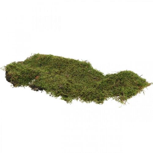 Floristik24 Indisk mossa skogsmossa grön naturlig 2kg