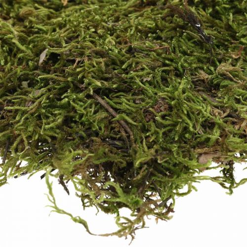 Artikel Indisk mossa skog mossa grön naturlig 2kg