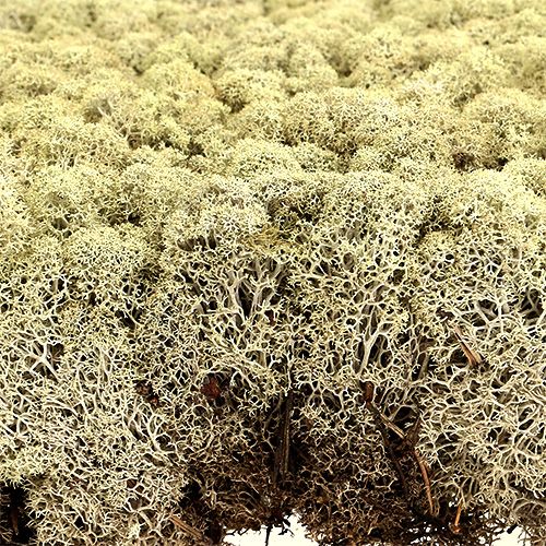 Artikel Moss Island moss Finsk Extra Polar 2 paneler