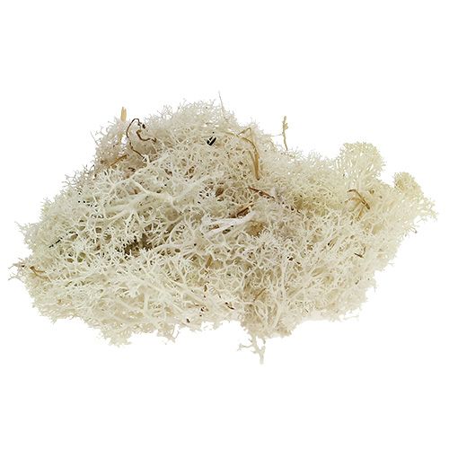 Floristik24 Moss Islandsmossa blekt 400g