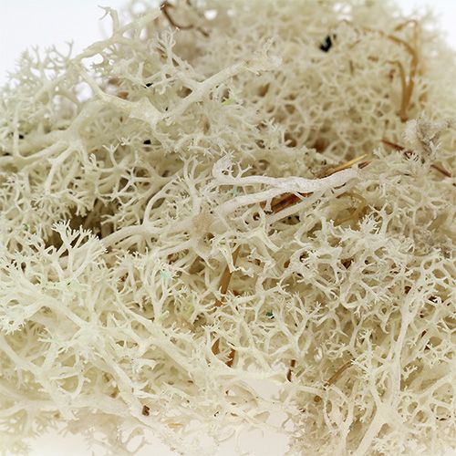 Artikel Moss Islandsmossa blekt 400g