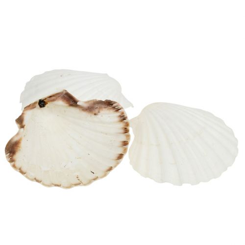 Floristik24 Pilgrimsmussla Vit 15 st