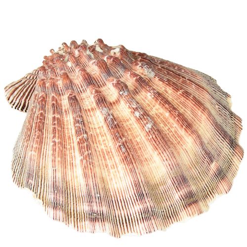 Artikel Riktiga pilgrimsmusslor naturella – maritim känsla naturella 1 kg