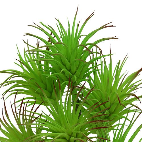 Floristik24 Kaktusgrenar 20cm ljusgrön 3st