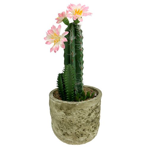 Floristik24 Kaktus i en kruka med blommorosa H 21cm