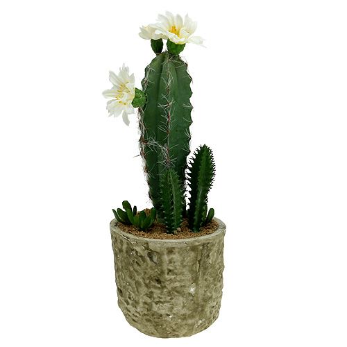 Floristik24 Kaktus i en kruka med blomma 21 cm vit