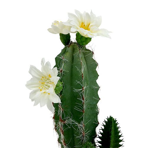 Floristik24 Kaktus i en kruka med blomma 21 cm vit