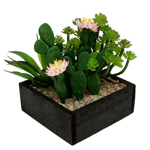 Floristik24 Kaktus med blomma 14cm i trälåda