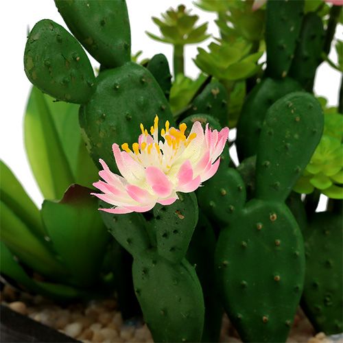 Floristik24 Kaktus med blomma 14cm i trälåda