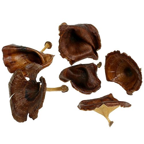 Artikel Kalix Svamp Naturlackerad 100 st
