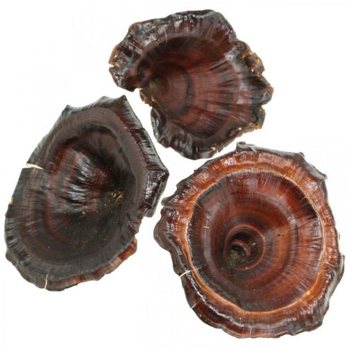 Artikel Kalix Svamp Naturlackad Torrsvamp Dekoration Stor 50 st