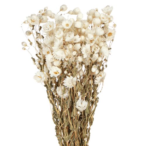 Floristik24 Kamomill Torkade Blommor Dekoration Blommor Vit knippe 65cm 50g
